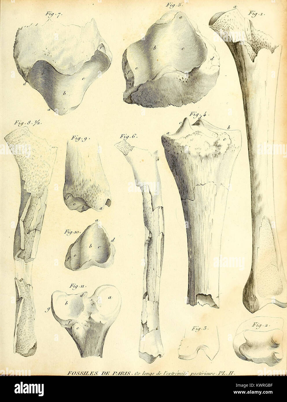 Placca II di Recherches sur les ossemens fossiles de quadrupèdes di Georges Cuvier, che illustra scheletri fossili e ricostruzioni ossee che hanno contribuito alla paleontologia dei vertebrati. Foto Stock