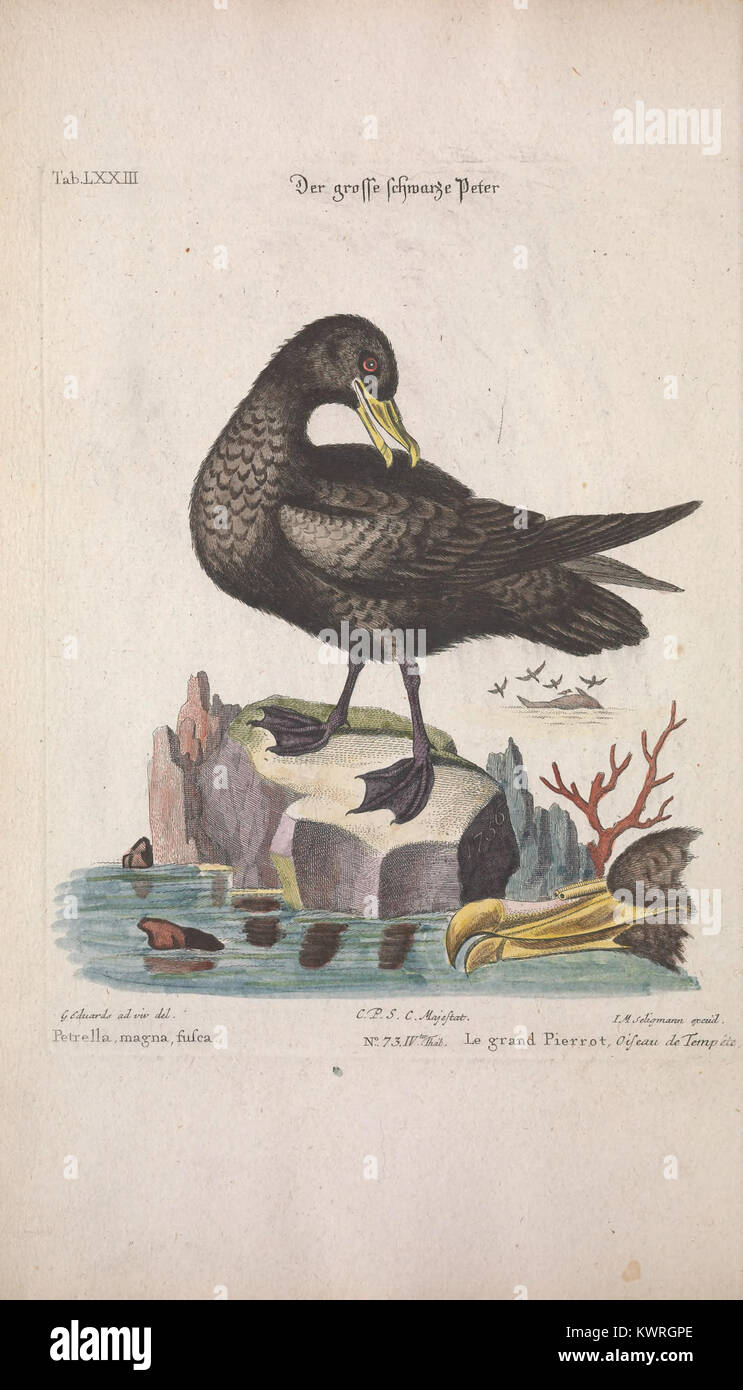 Un'incisione ornitologica del XVIII secolo proveniente dal Recueil de subacquei oiseaux étrangers et peu communs, tabella LXXIII, che mostra raffigurazioni dettagliate di rare specie di uccelli stranieri utilizzate per la documentazione zoologica. Foto Stock