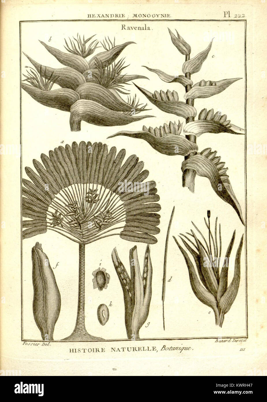 Un'illustrazione botanica dell'Encyclopédie, Plate 222, con raffigurazioni scientificamente accurate di più specie di piante, enfatizzando lo studio botanico e l'arte scientifica storica. Foto Stock