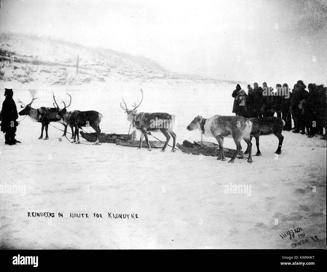 Questa fotografia mostra le renne che viaggiano verso la regione del Klondike dello Yukon in Canada intorno al 1898 come parte dei primi tentativi di introdurre le renne al draft per l'era della corsa all'oro del Klondike. Gli animali vengono mostrati in transito su terreni innevati in un ambiente settentrionale. Foto Stock