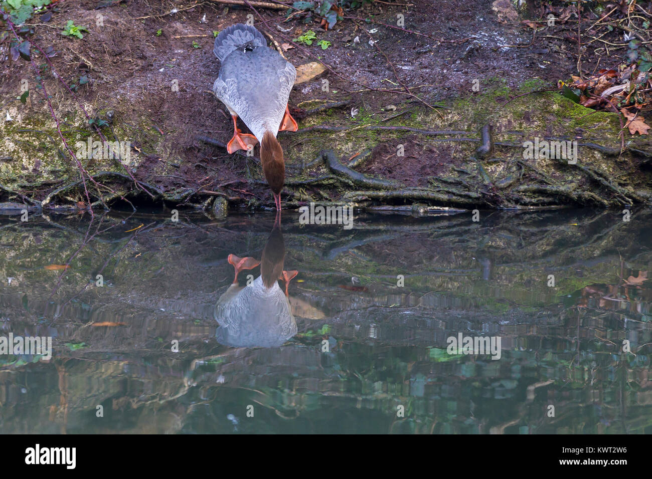 Northampton, Regno Unito Meteo, 6 gennaio 2018, Abinton Park. Gooseander Mergus merganser (Anatidi) inverno migranti dalla Scandinavia, viaggio a sud da lì homlands per trovare un clima più mite durante l'inverno. Credito: Keith J Smith./Alamy Live News Foto Stock