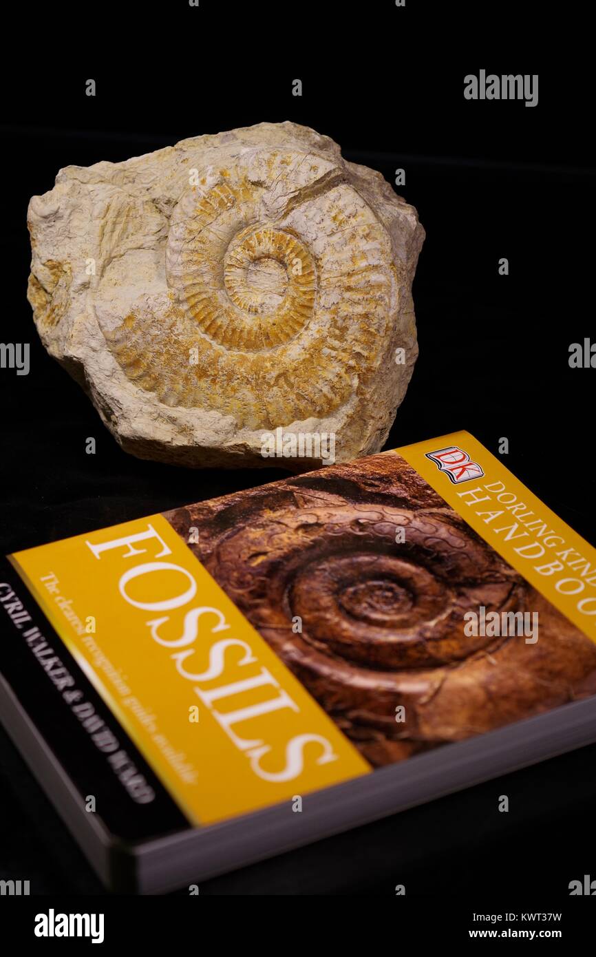 Identificazione di fossili, ammonita fossile e un fossile Paleontologia libro. Geologia e evoluzione biologica. Close up foto, Devon, Regno Unito. Gennaio, 2018. Foto Stock