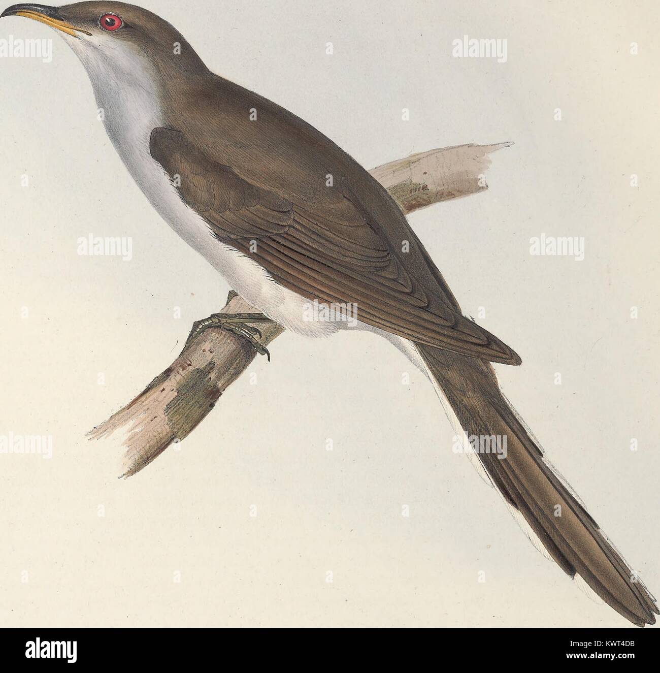 Illustrazione ornitologica del cuculo americano (Coccyzus Americanus) in piedi su un ramo, 1837. La cortesia Internet Archive. Foto Stock