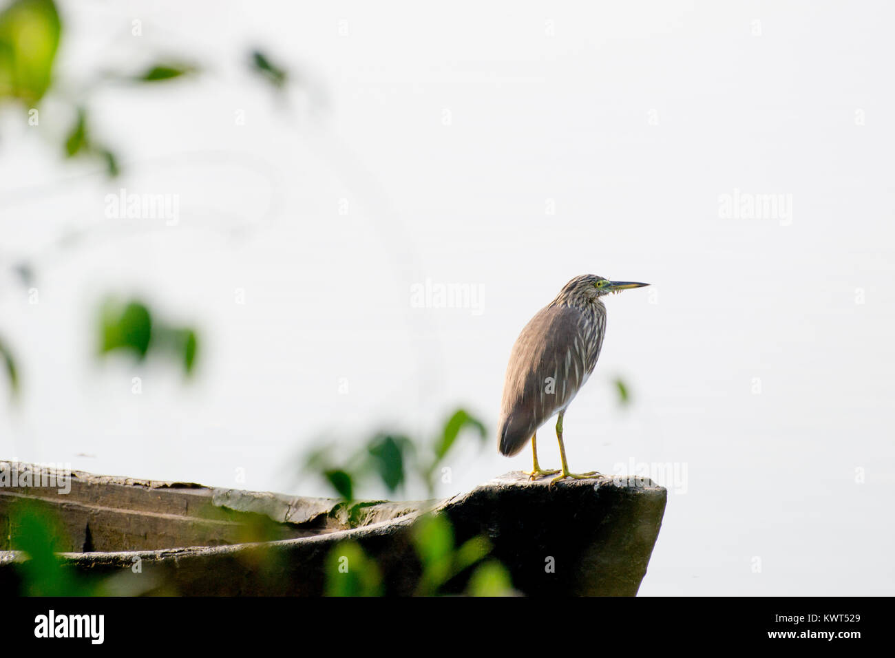Indian pond heron seduto vicino a lato lago Foto Stock