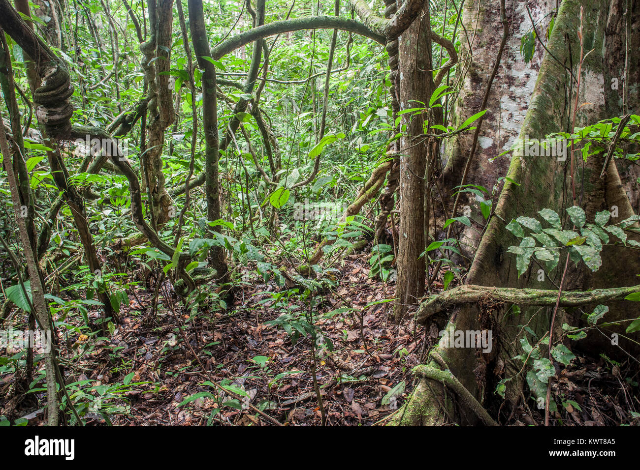 Tangled vines twist e vento attraverso l'aria nella pianura della foresta pluviale peruviana. Foto Stock