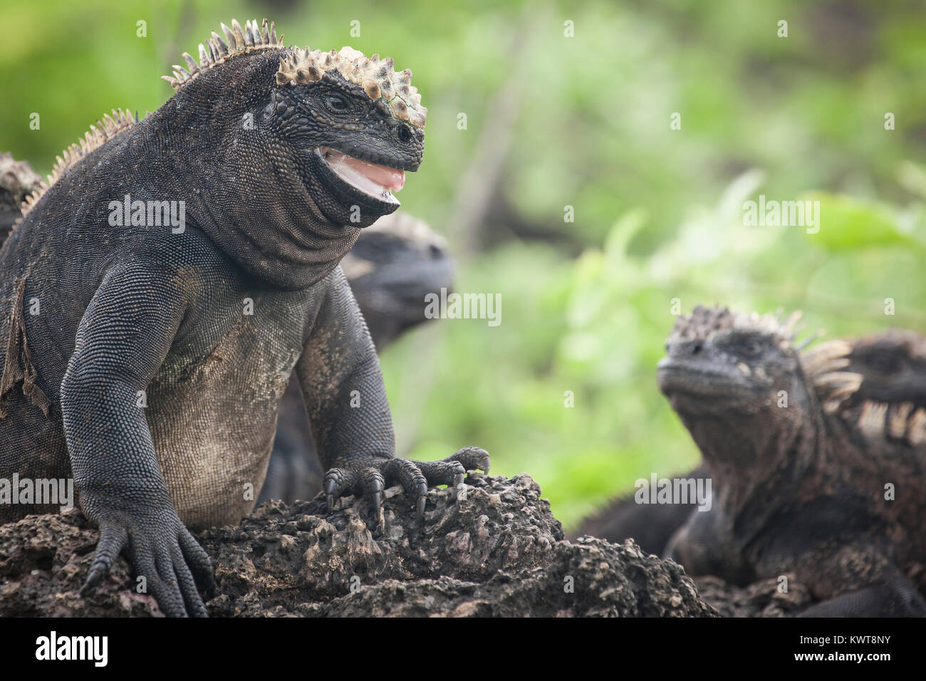 Un grande Galapagos iguane marine (Amblyrhynchus cristatus albemarlensis) eseguendo un display territoriale, comprese schiusi corpo e inflazione. Isabela Foto Stock