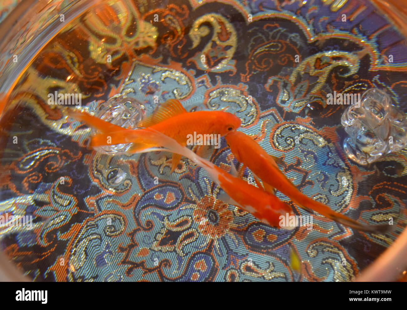 Tre goldfish nuotare sul Termeh intrecciato panno iraniano parte di un Nowruz - Capodanno iraniano - disposizione del piano portapaziente Foto Stock