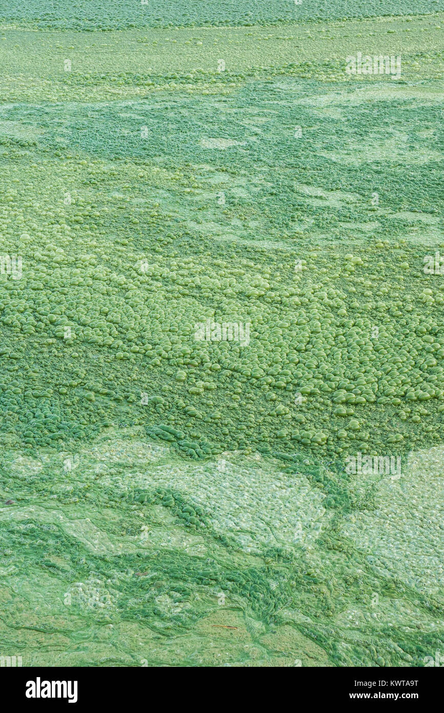 Fioritura algale in un lago eutrofici. Uno spesso strato di sporco verde di alghe copre alcune parti del Lago Lonar. (Maharashtra, India). Foto Stock