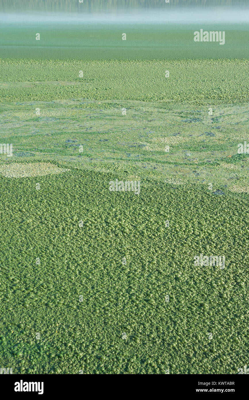 Fioritura algale in un lago eutrofici. Uno spesso strato di sporco verde di alghe copre alcune parti del Lago Lonar. (Maharashtra, India). Foto Stock