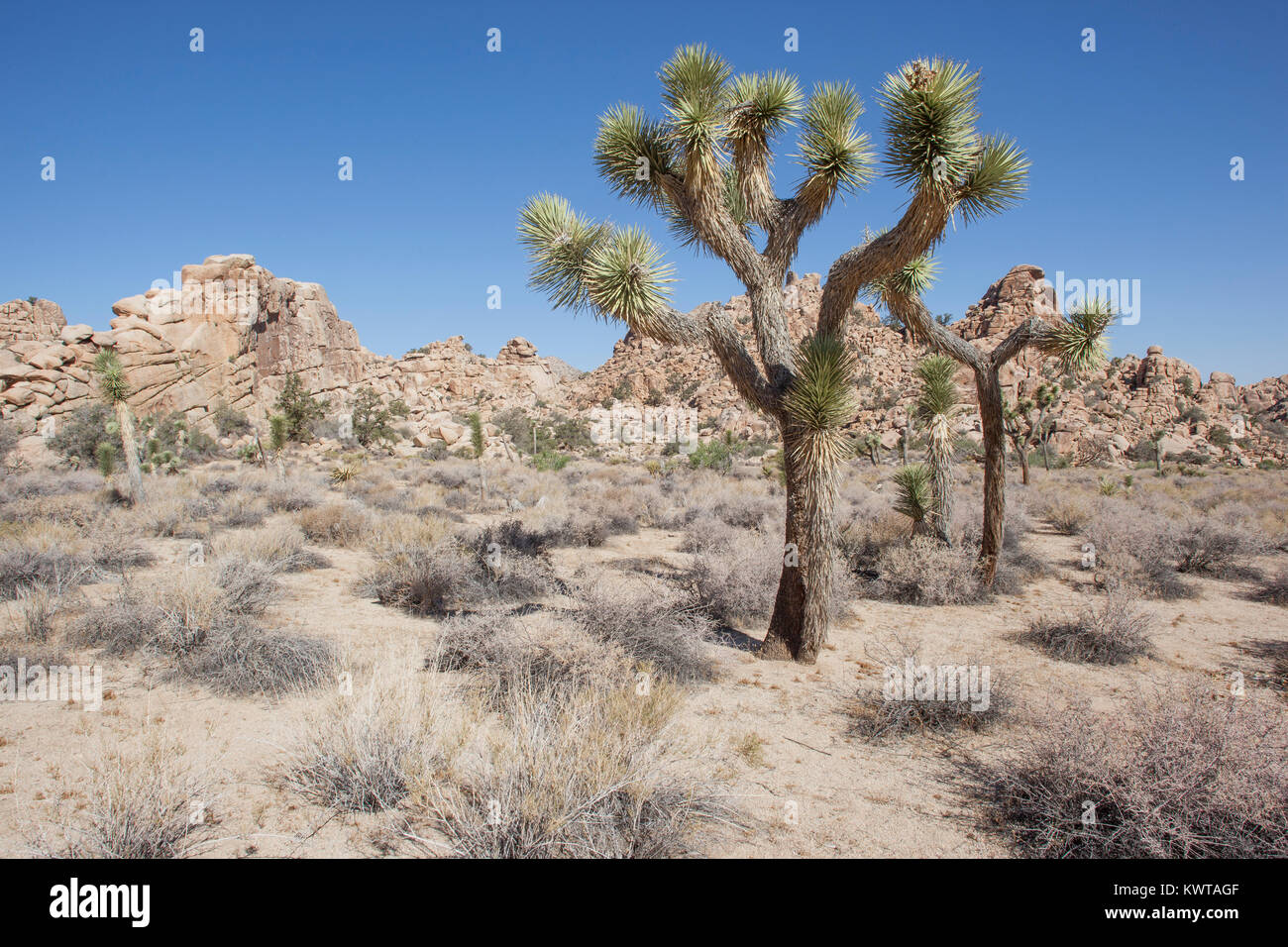 Joshua tree (Yucca brevifolia) a Joshua Tree National Park, California, Stati Uniti d'America. Foto Stock