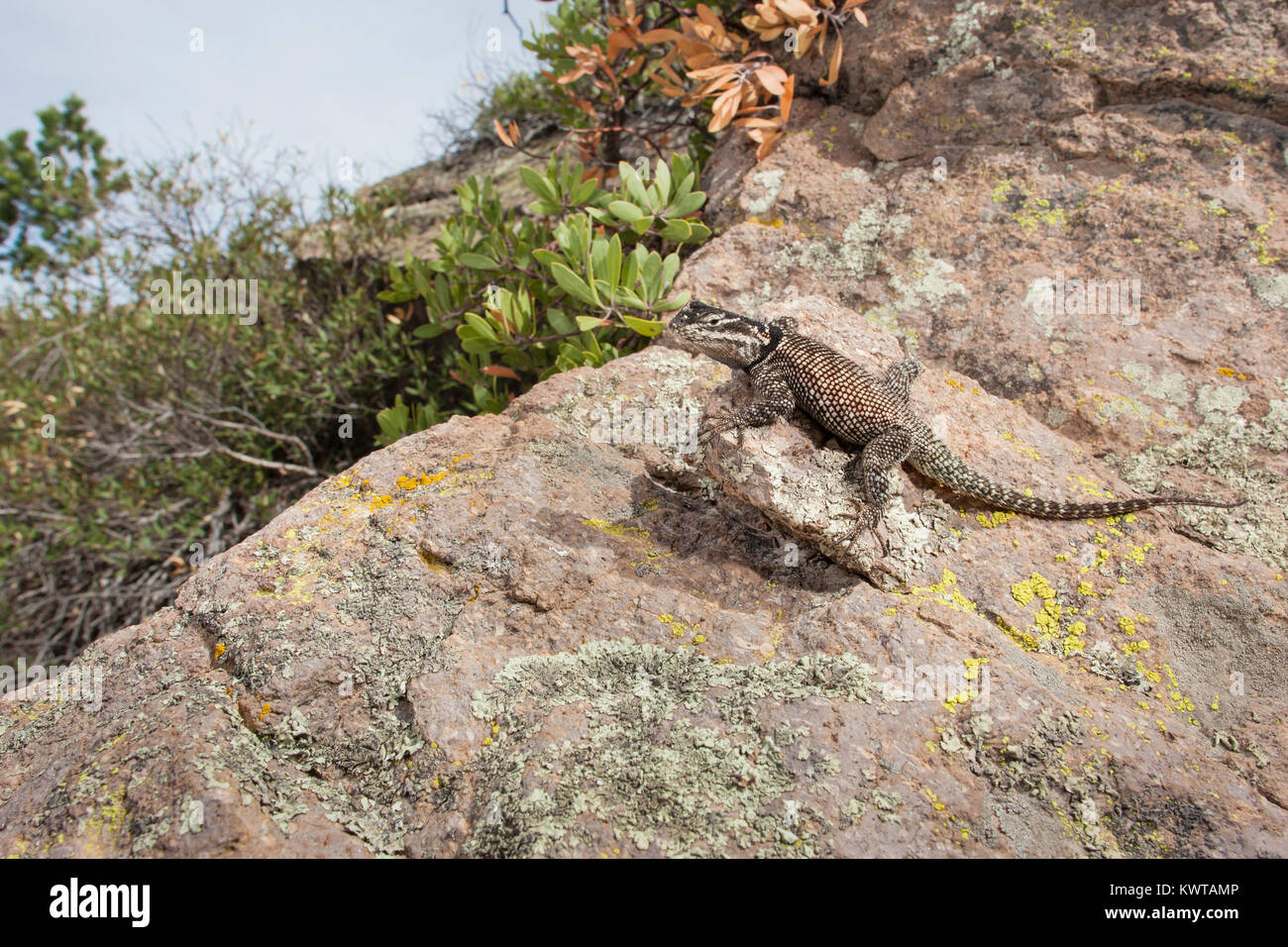 Montagna lucertola spinosa (Sceloporus jarrovii) su una roccia. Foto Stock