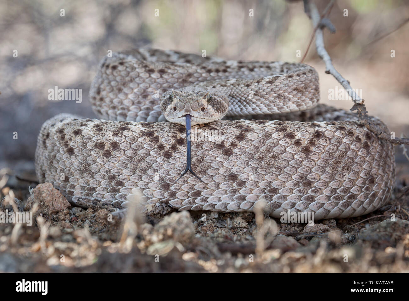 Avvolte western diamondback rattlesnake (Crotalus atrox), estende la sua lingua biforcuta. Foto Stock