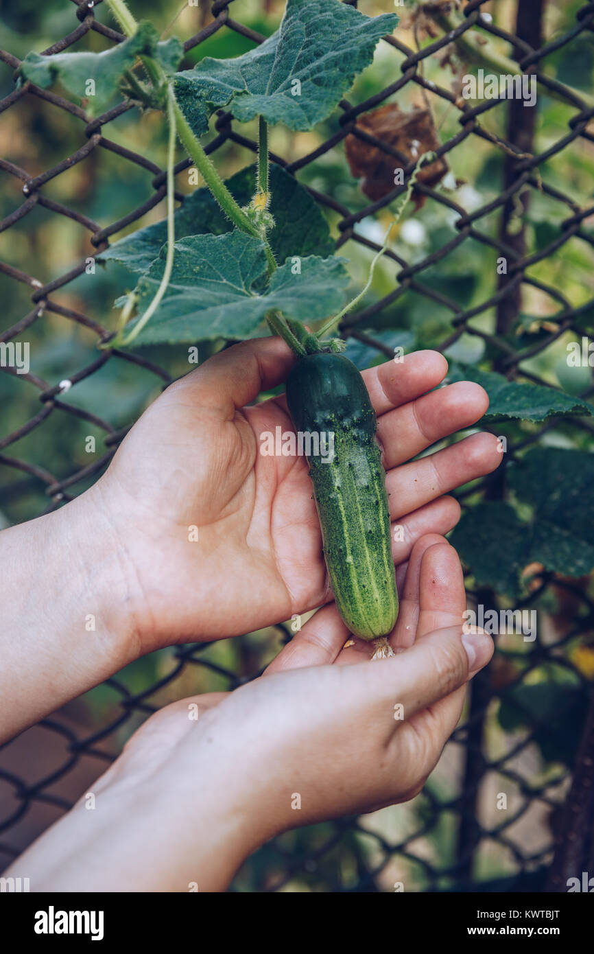 Donna mani tenendo un organico di cetriolo, vicino la mano. Materie organiche Baby Mini Cetrioli pronto a mangiare. Ecologico verde vegetale cetriolo. Foto Stock