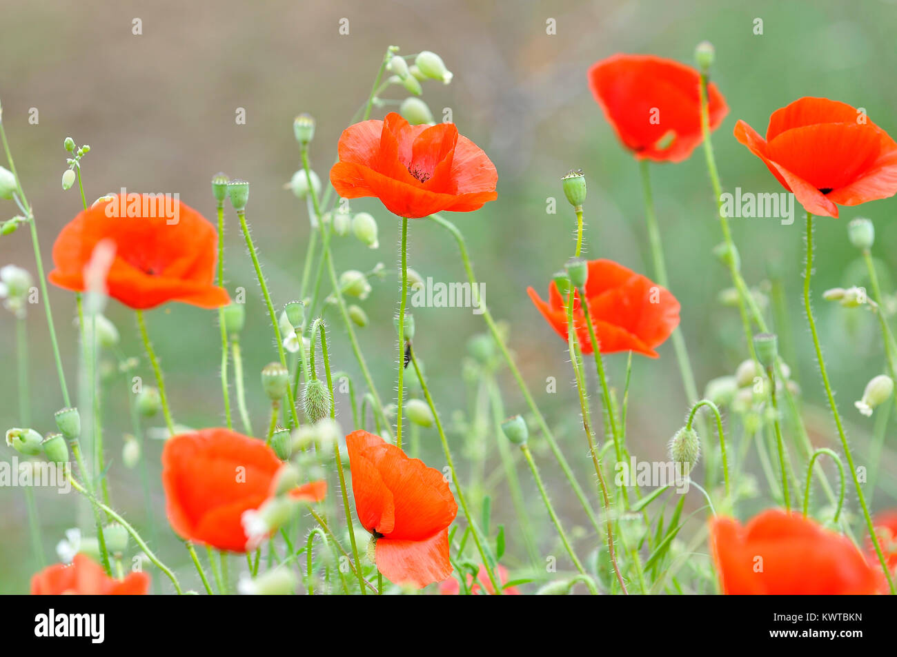 Amapolas Foto Stock