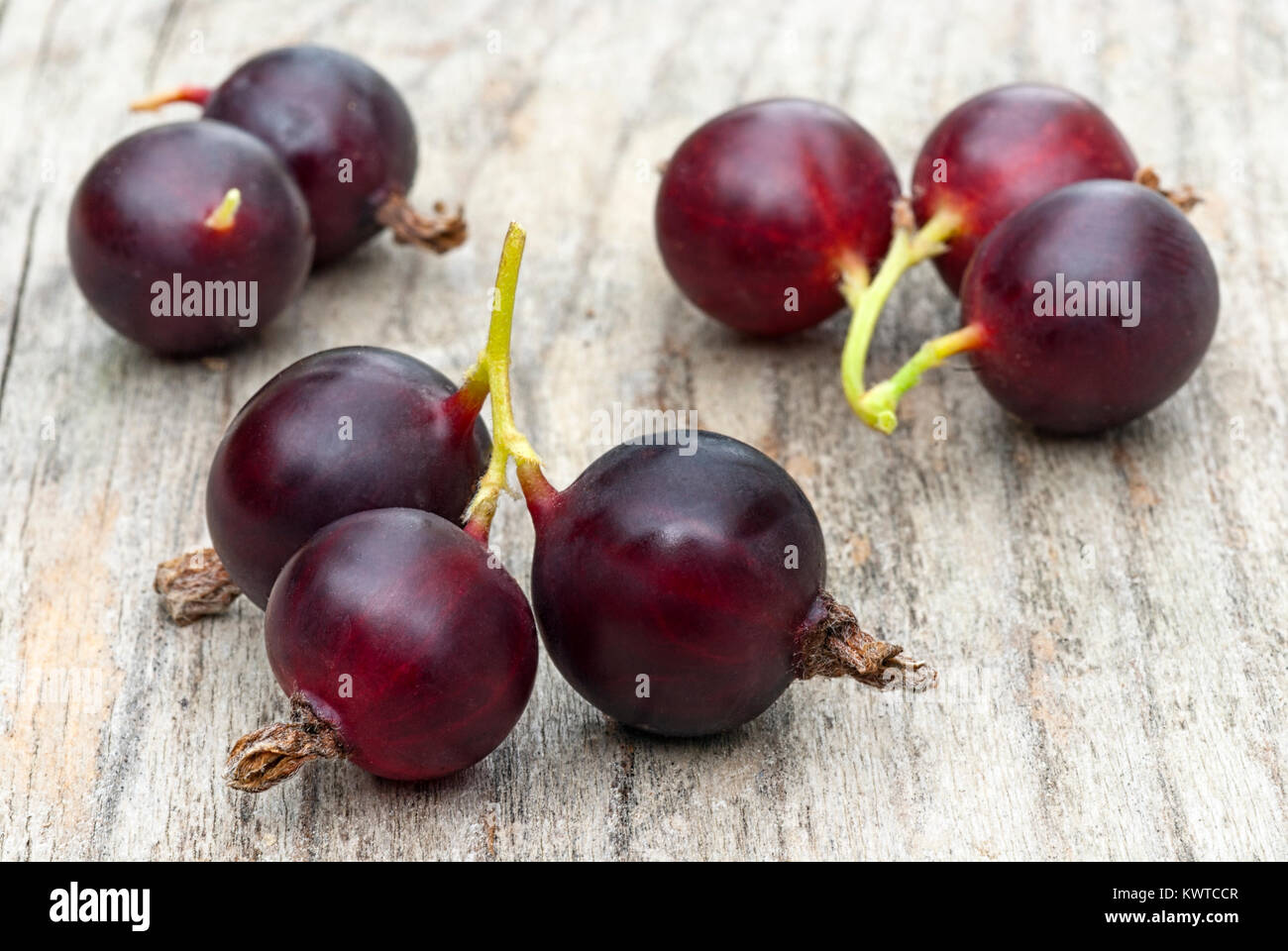 Jostabarry (Ribes nidigrolaria 'josta'), ibrido di ribes a grappoli e uva spina Foto Stock