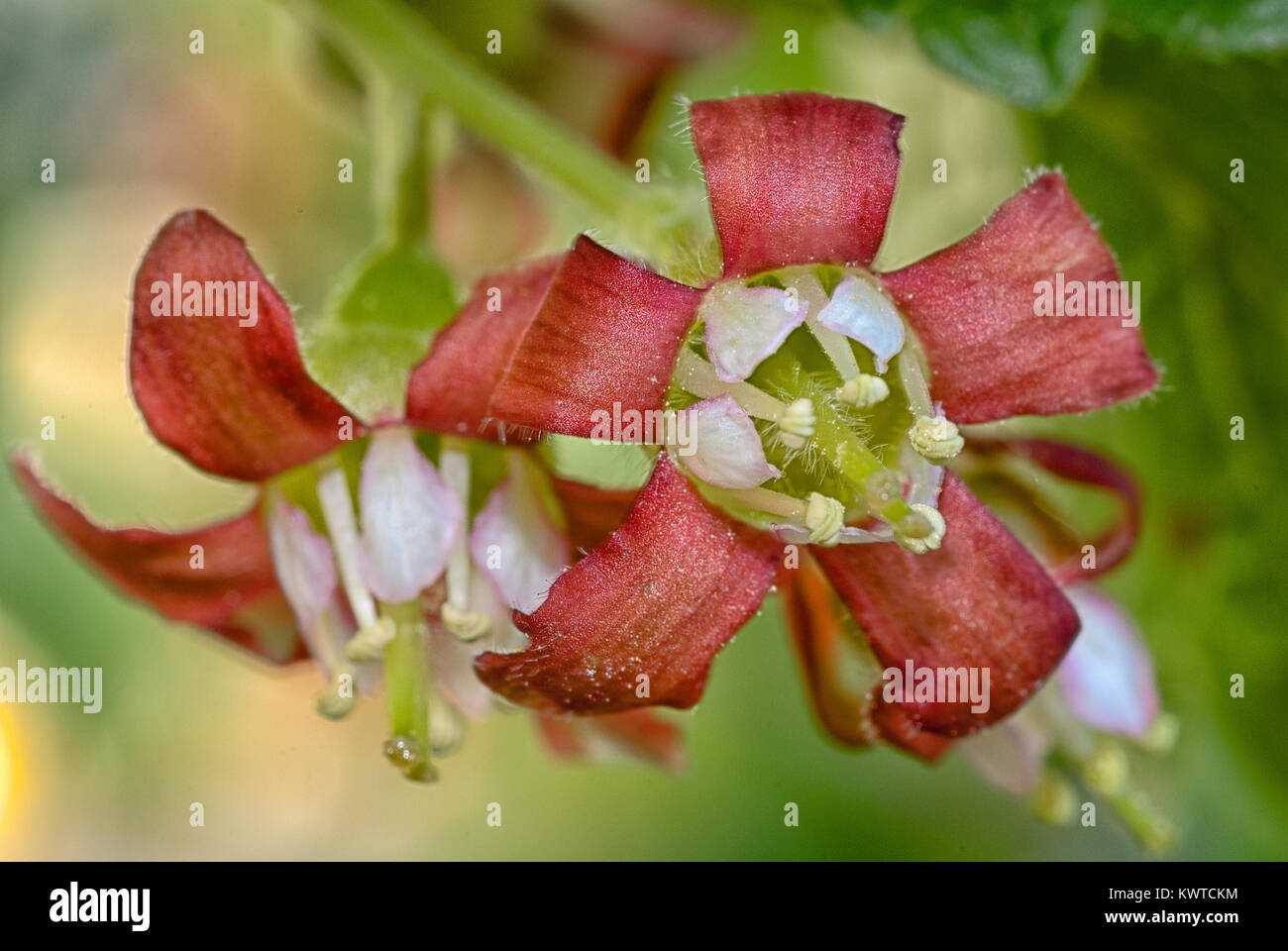 Fiore jostabarry (Ribes nidigrolaria 'josta'), ibrido di ribes a grappoli e uva spina Foto Stock