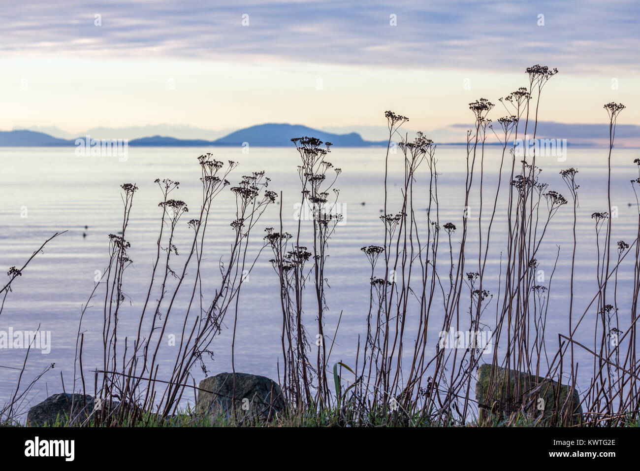 Fiori secchi su lunghi steli forma sagome delicate sulle rive della Baia di Semiahmoo con una vista al blu, ondulate colline di Washington di San Juan Islands Foto Stock