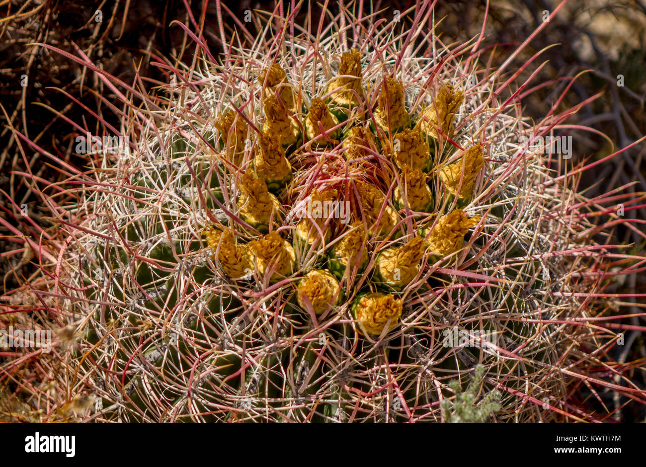 Anza-Borrego Desert State Park, Barrel Cactus con boccioli Foto Stock