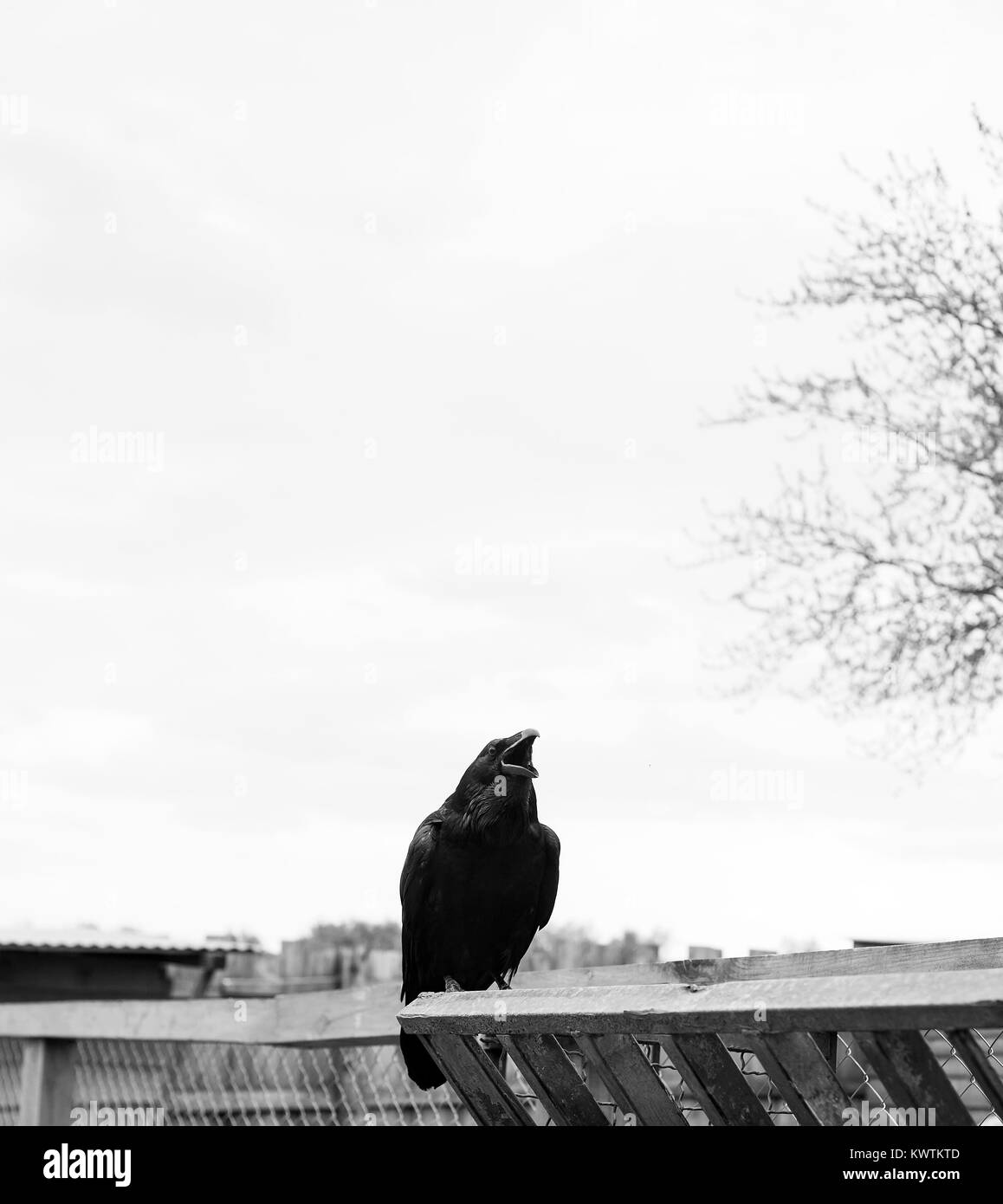 Black Raven si siede e croaks. Corvus corax black bird, i colori nero e bianco Foto Stock