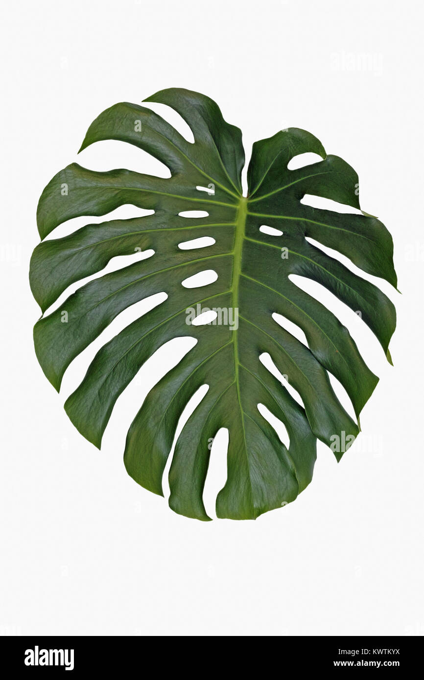 Un isolato di foglia splitleaf philodendron, monstera deliciosa Foto Stock