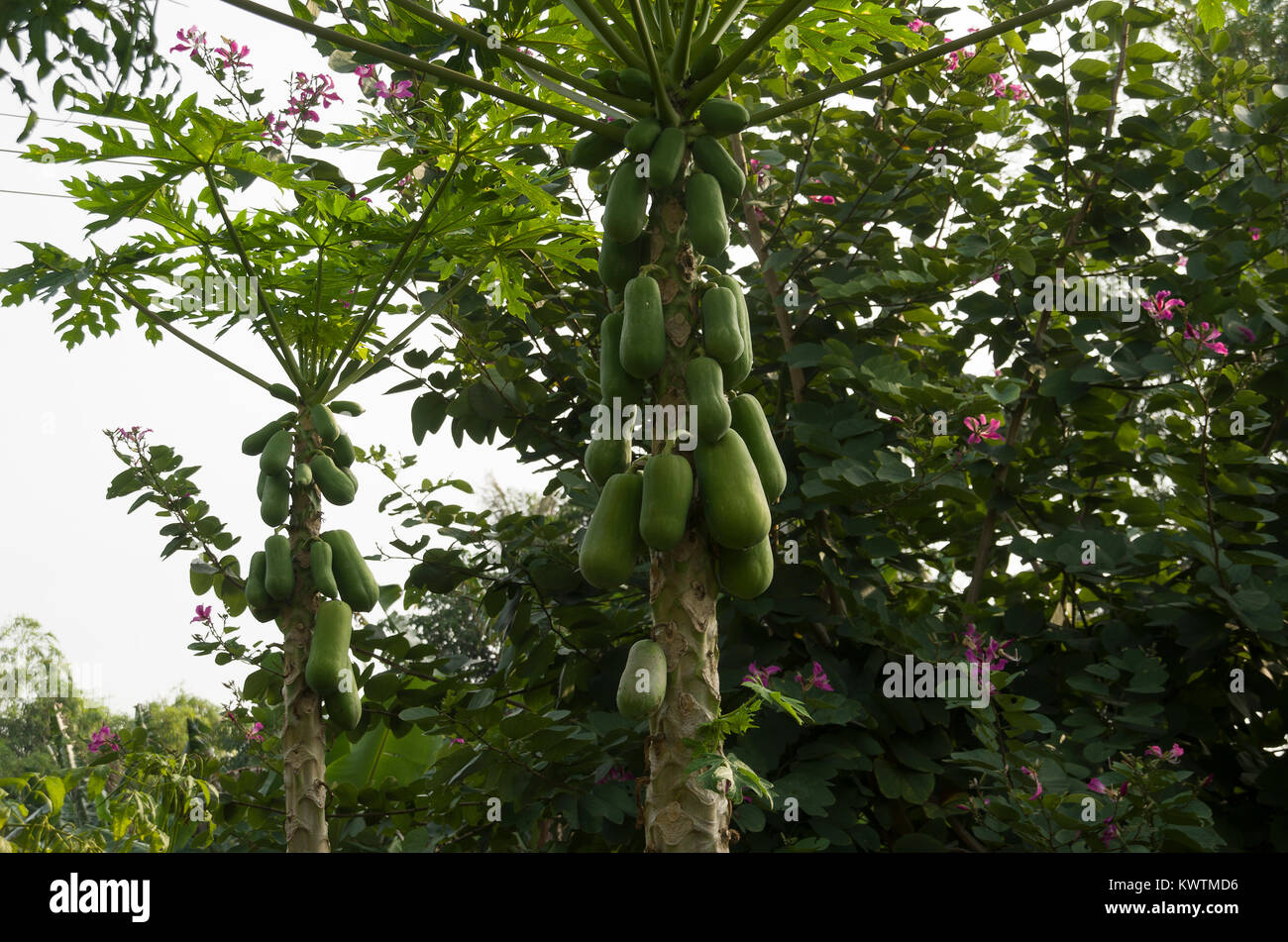 Frutta fresca Foto Stock