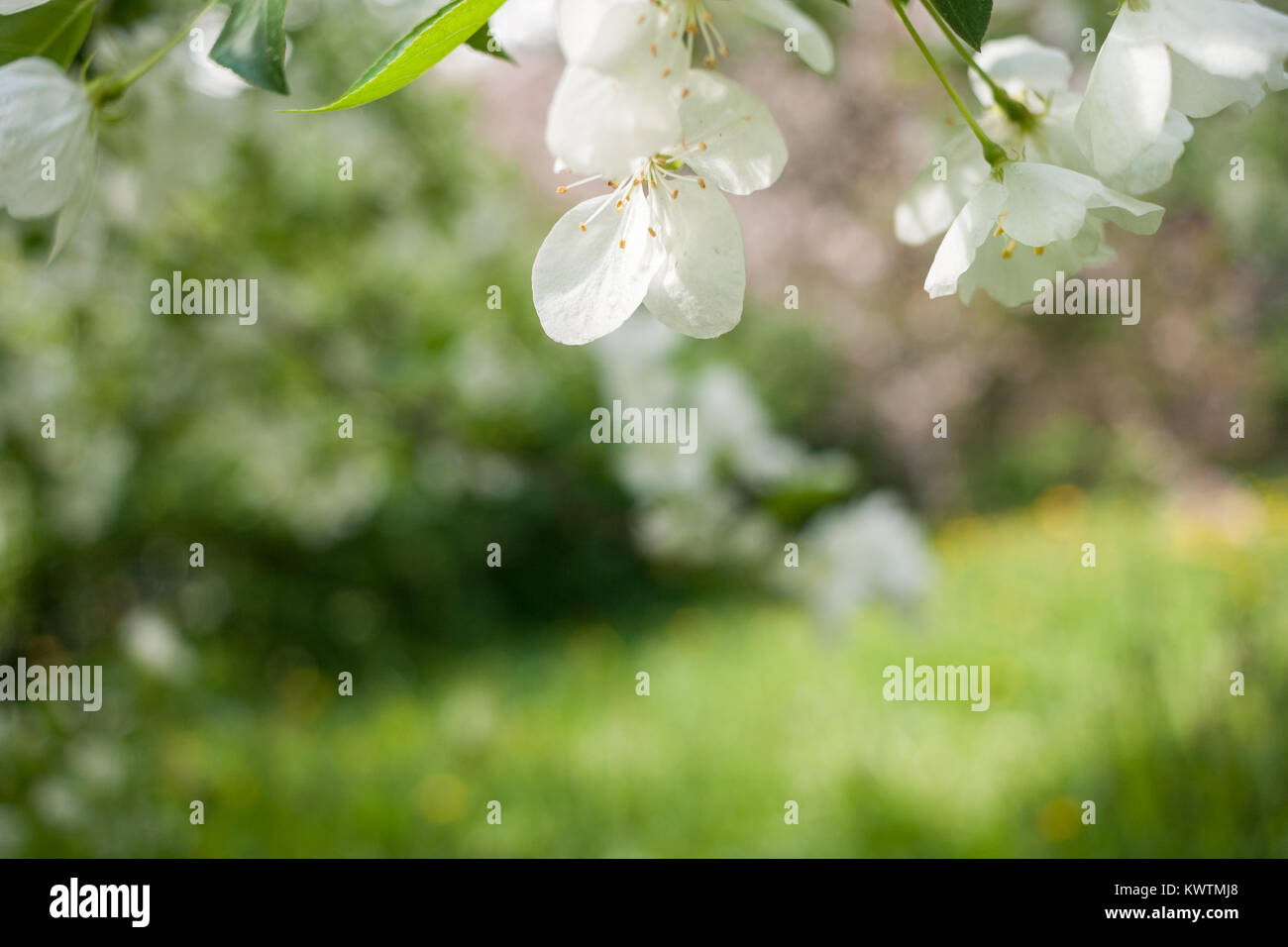 Molla con sfondo bianco apple fiori di albero e sfocata sfondo verde con diagonale di linea di orizzonte. Foto Stock