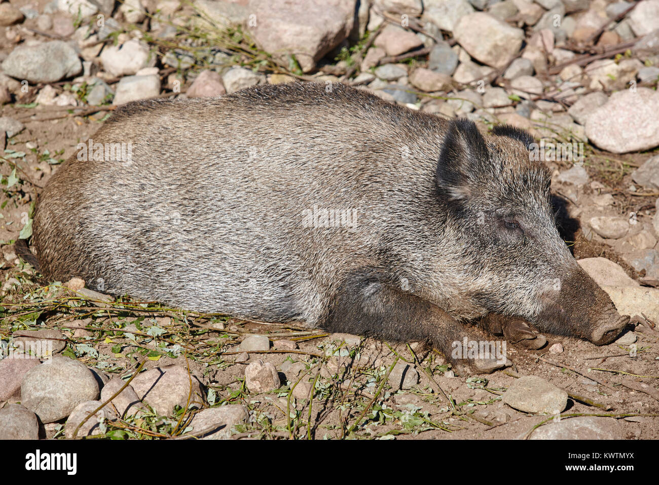 Femmina di cinghiale che dorme sul terreno. Sfondo animale. Posizione orizzontale Foto Stock