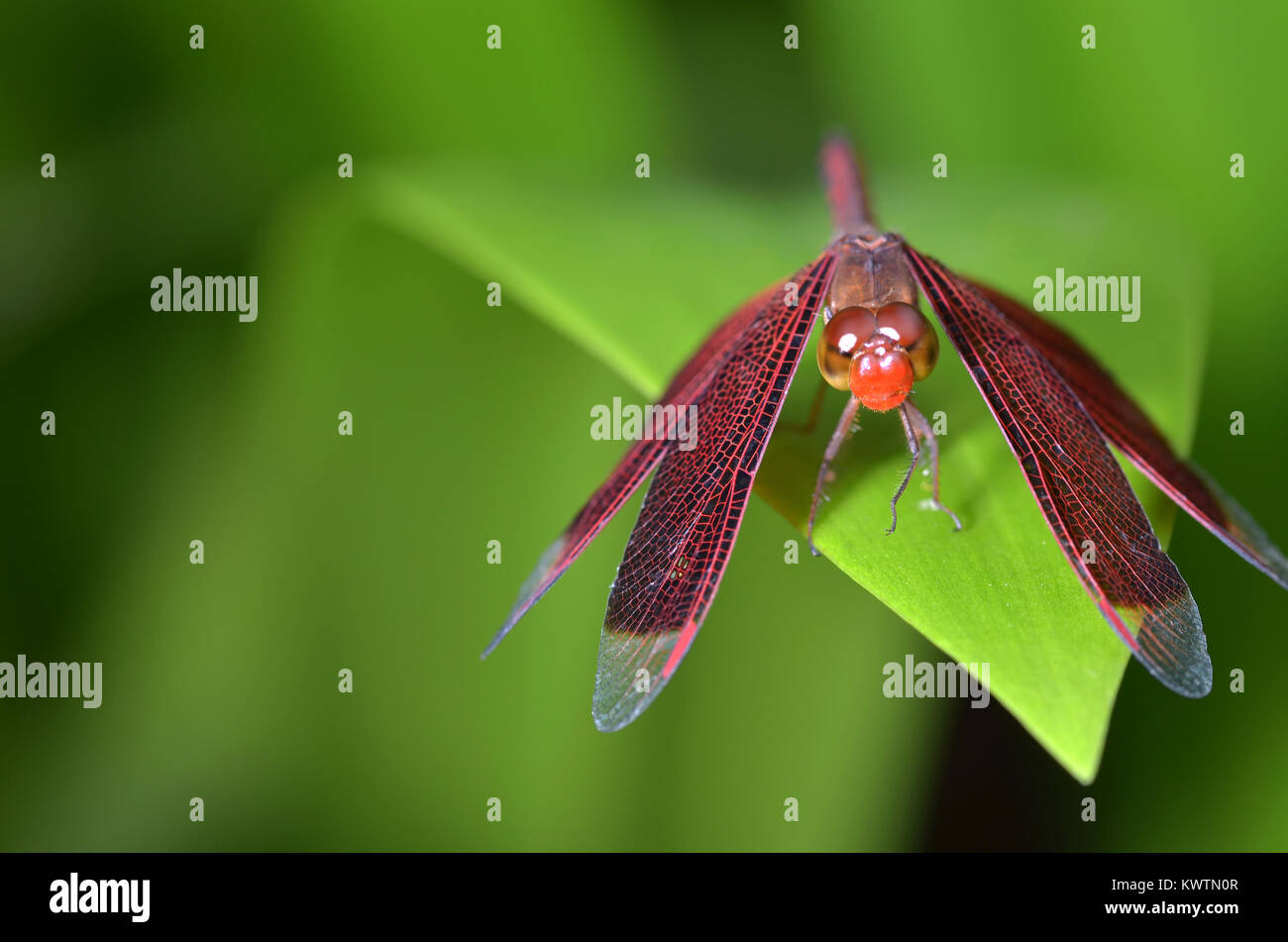 Crocothemis erythraea è una specie di libellula nella famiglia Libellulidae. I suoi nomi comuni includono ampi scarlet, comune scarlet-darter, scarlet dar Foto Stock