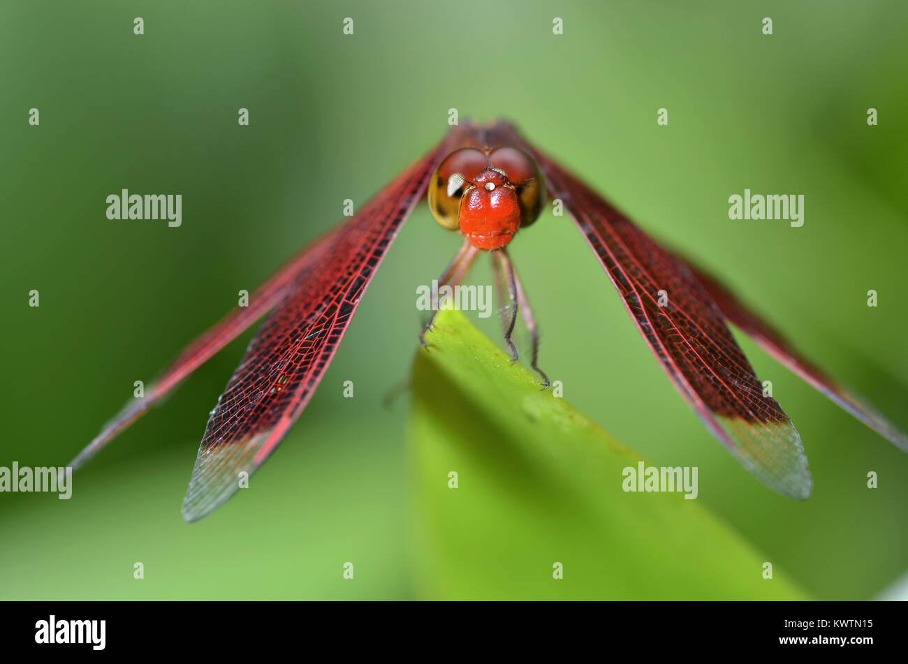 Crocothemis erythraea è una specie di libellula nella famiglia Libellulidae. I suoi nomi comuni includono ampi scarlet, comune scarlet-darter, scarlet dar Foto Stock