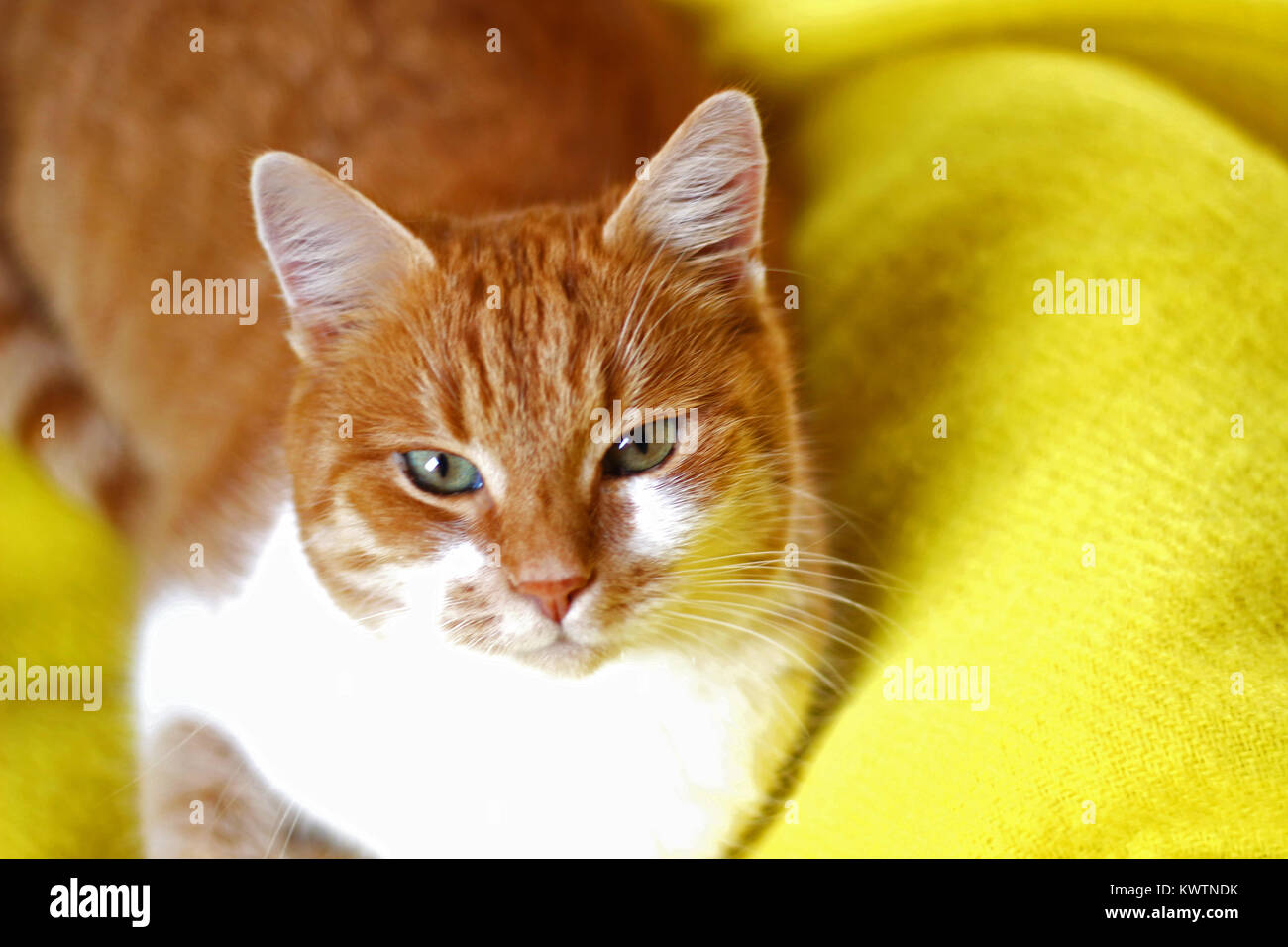 Bellissimo il bianco e il rosso gatto sdraiato su un giallo coperta di lana, ritratto Foto Stock