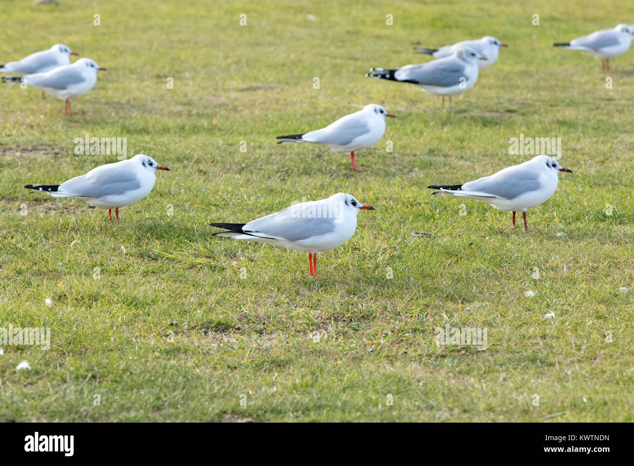 Testa nera gabbiano (Chroicocephalus ridibundus) - piumaggio invernale Foto Stock