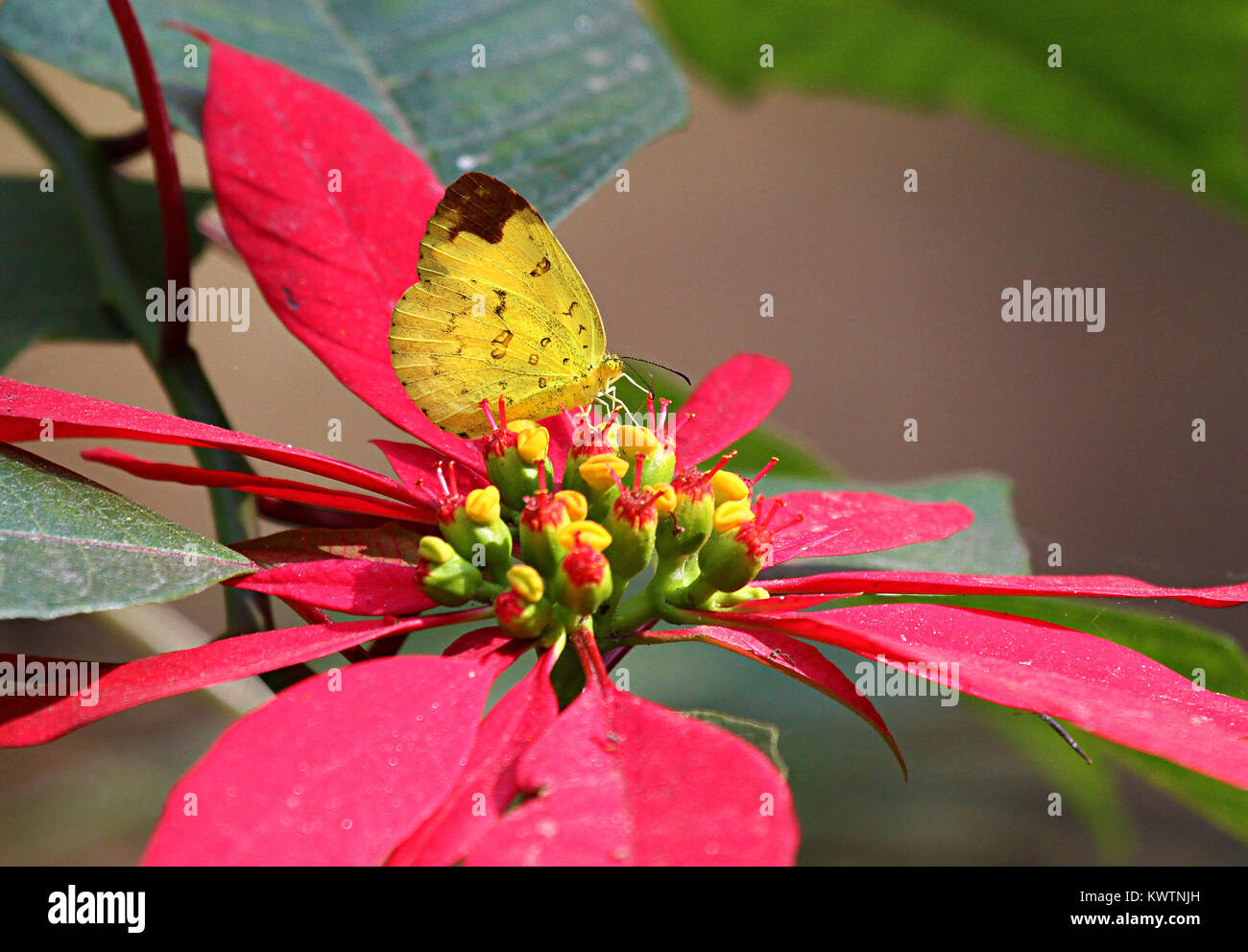 Tre punti di erba gialla sulla farfalla foglie rosse di Poinsettia piante Foto Stock
