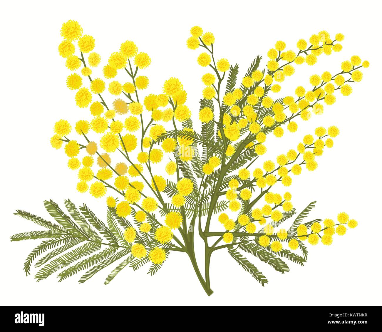 Disegnate a mano il ramo di mimosa isolati su sfondo bianco. Una buona idea  per il suo design, poster, biglietto di auguri, banner web. Illustrazione  Vettoriale Immagine e Vettoriale - Alamy