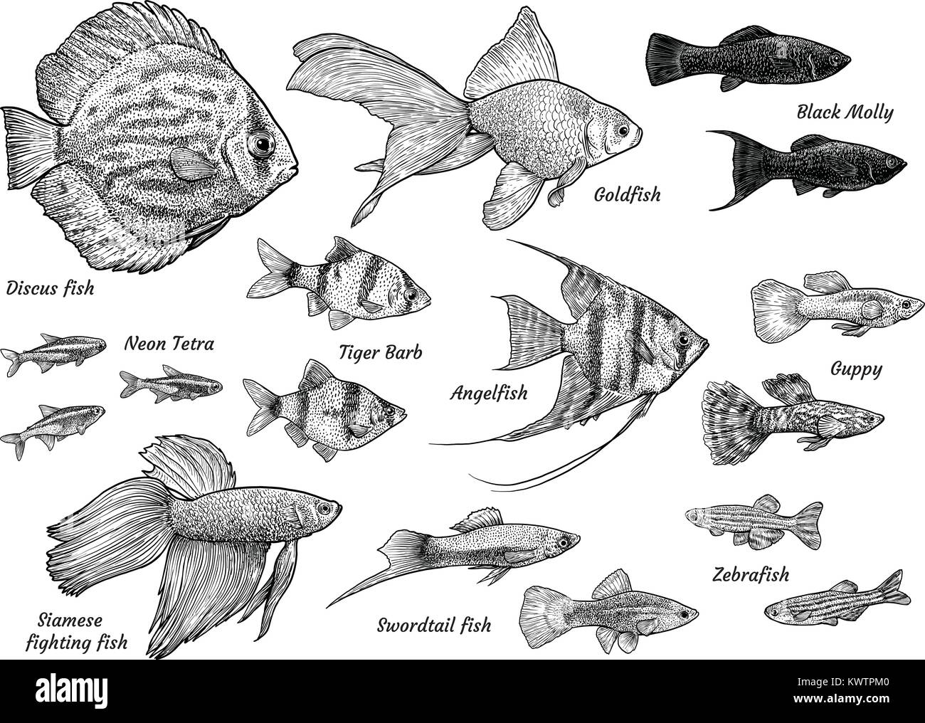 Raccolta di pesci di acquario illustrazione, disegno, incisione, inchiostro, line art, vettore Illustrazione Vettoriale
