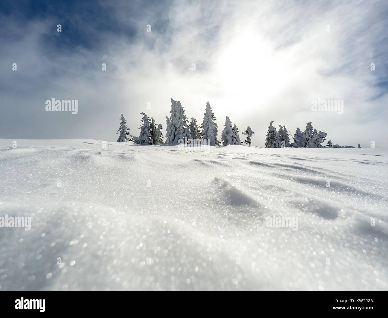 Bianco invernale foresta con neve, Natale sfondo. Bella inverno ispiratore vista del paesaggio. Foto Stock