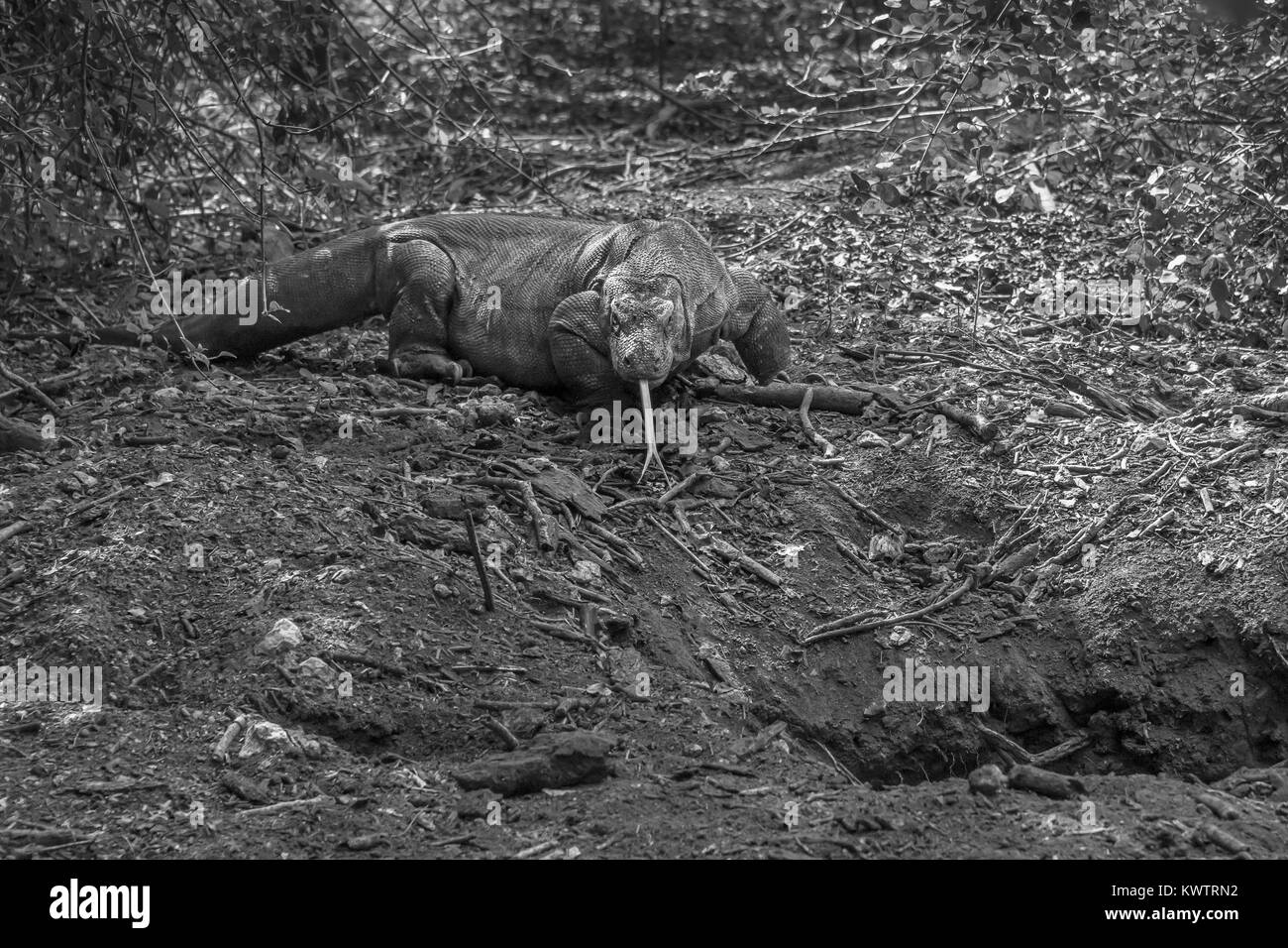 Drago di Komodo accanto al suo den, Loh Buaya Parco Nazionale di Komodo, Rinca Isola, Indonesia Foto Stock