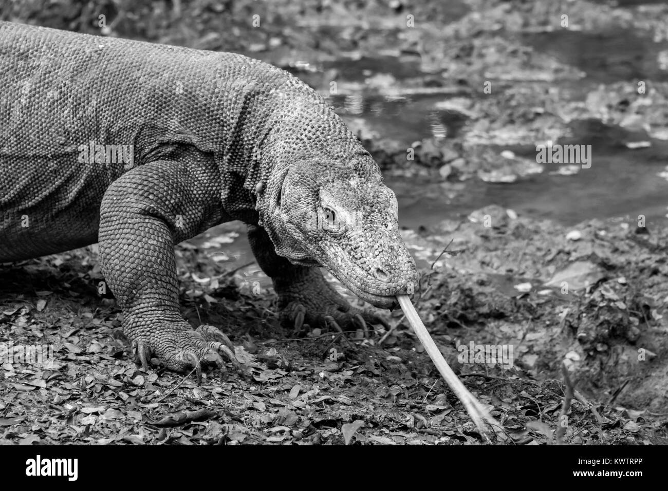 Drago di Komodo da un flusso, la lingua di fuori, Loh Buaya Parco Nazionale di Komodo, Rinca Isola, Indonesia Foto Stock