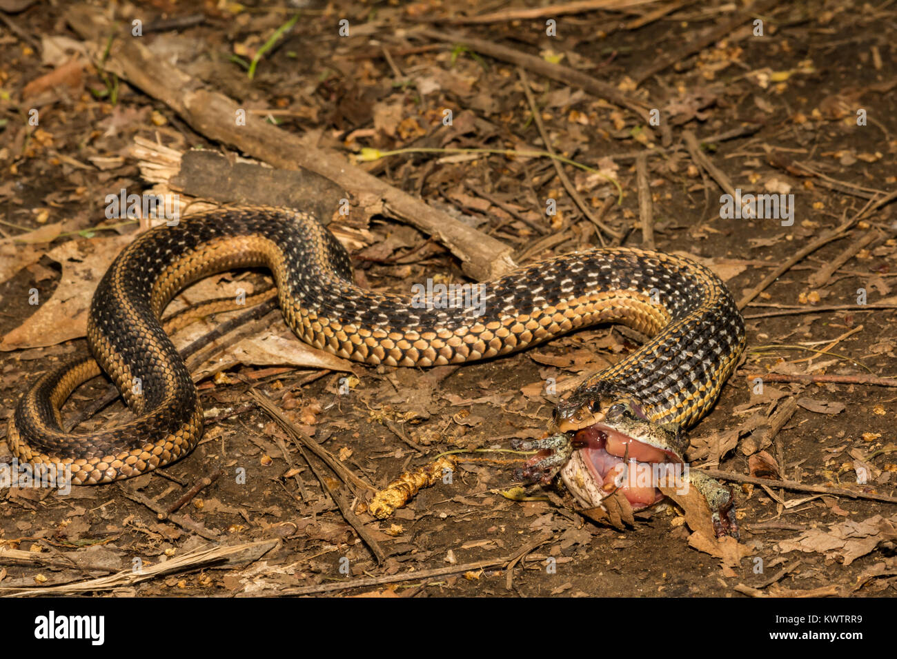 Un orientale Garter Snake mangiare grigio di una raganella Foto Stock