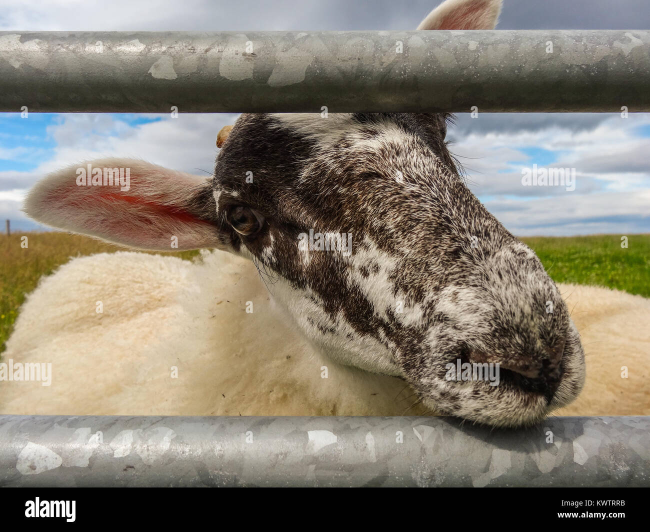 Pecore guardando attraverso una recinzione metallica Foto Stock