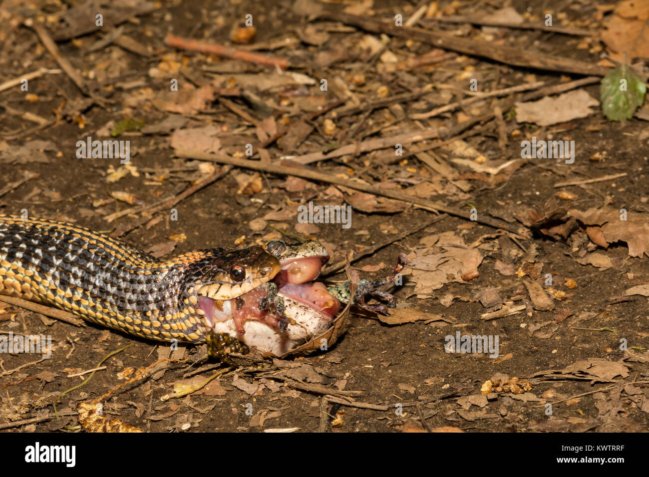 Un orientale Garter Snake mangiare grigio di una raganella Foto Stock