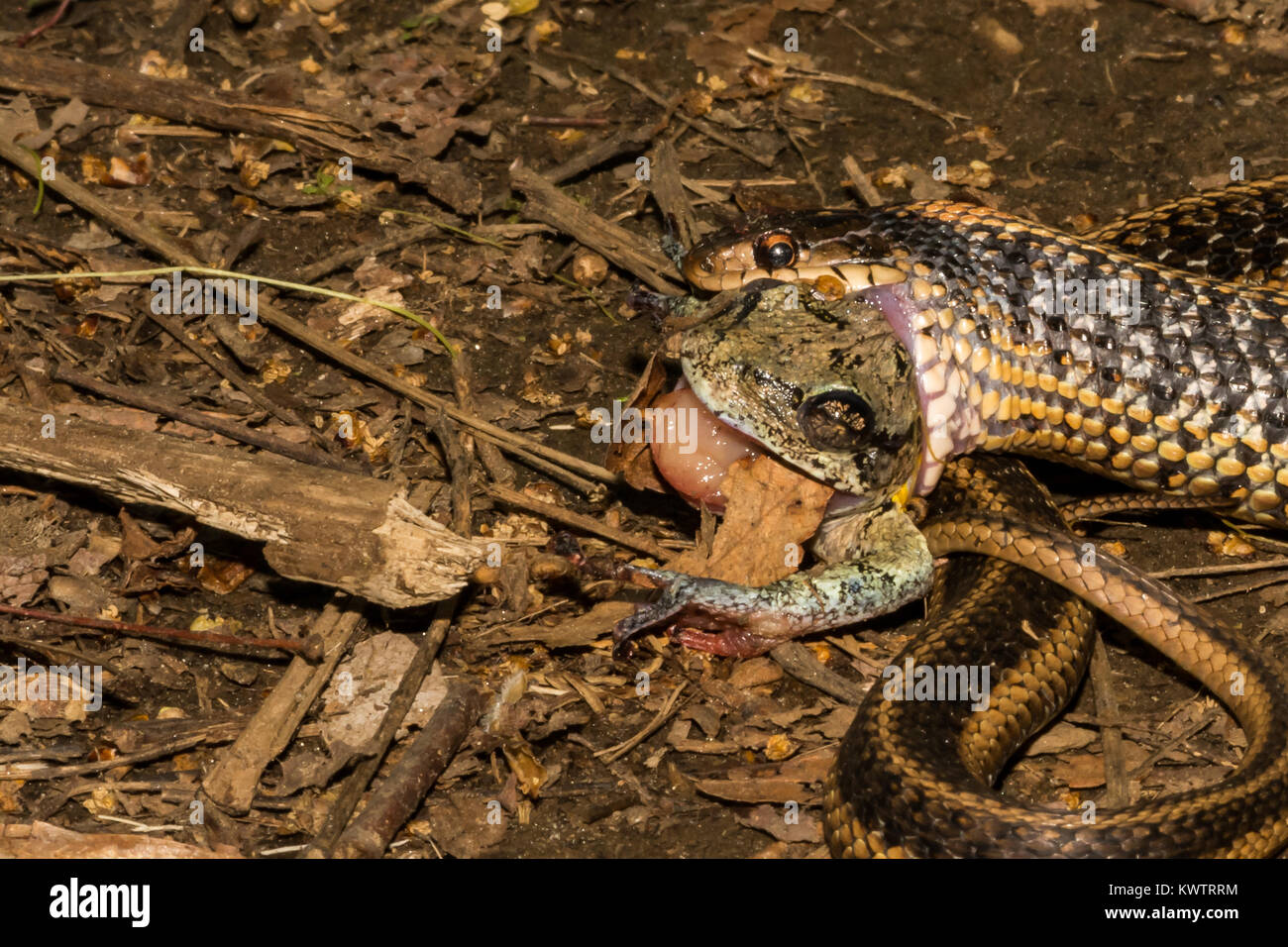 Un orientale Garter Snake mangiare grigio di una raganella Foto Stock