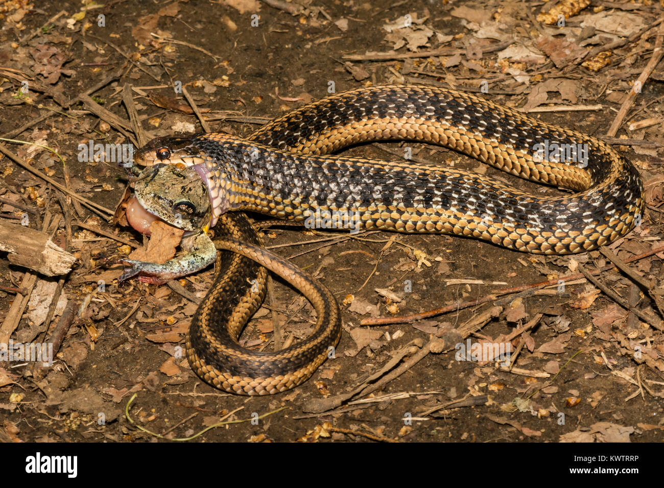 Un orientale Garter Snake mangiare grigio di una raganella Foto Stock