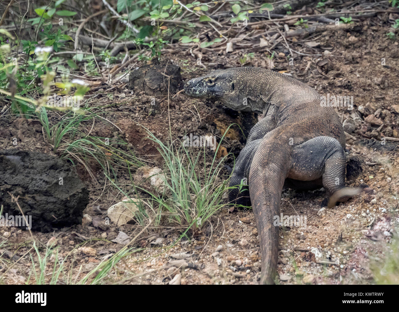 Drago di Komodo in esecuzione nella boccola Loh Buaya Komodo NP, Rinca Isola, Indonesia Foto Stock