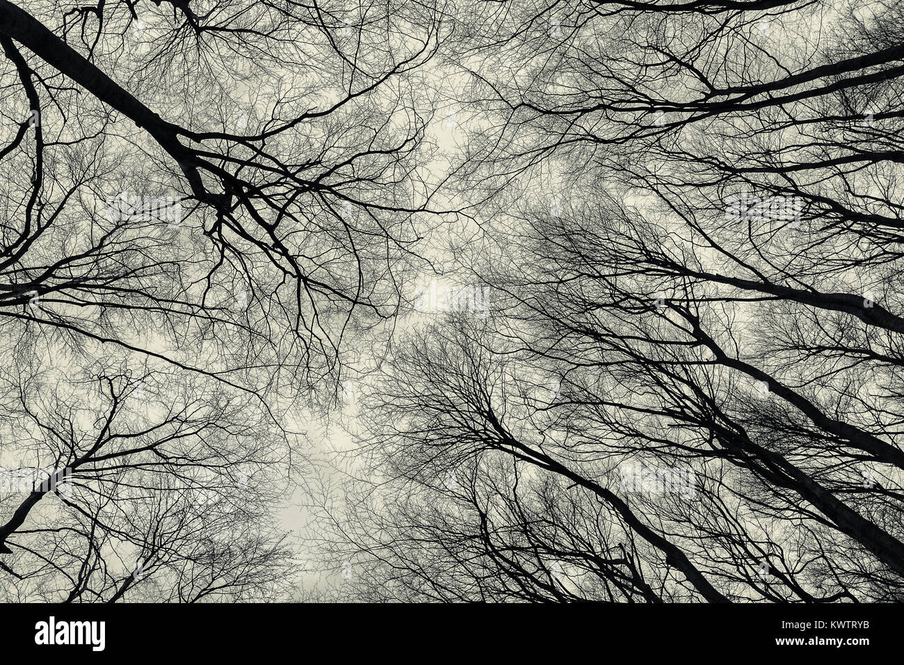 Vista inferiore di alberi nel tardo autunno foresta. Atmosfera malinconico sfondo astratto. Foto Stock