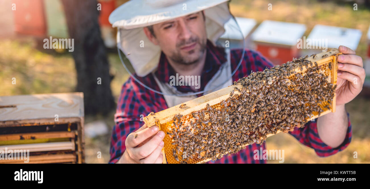 Apicoltore controllo suo miele api e alveari Foto Stock Apicoltore controllo suo miele api e alveari Foto Stock