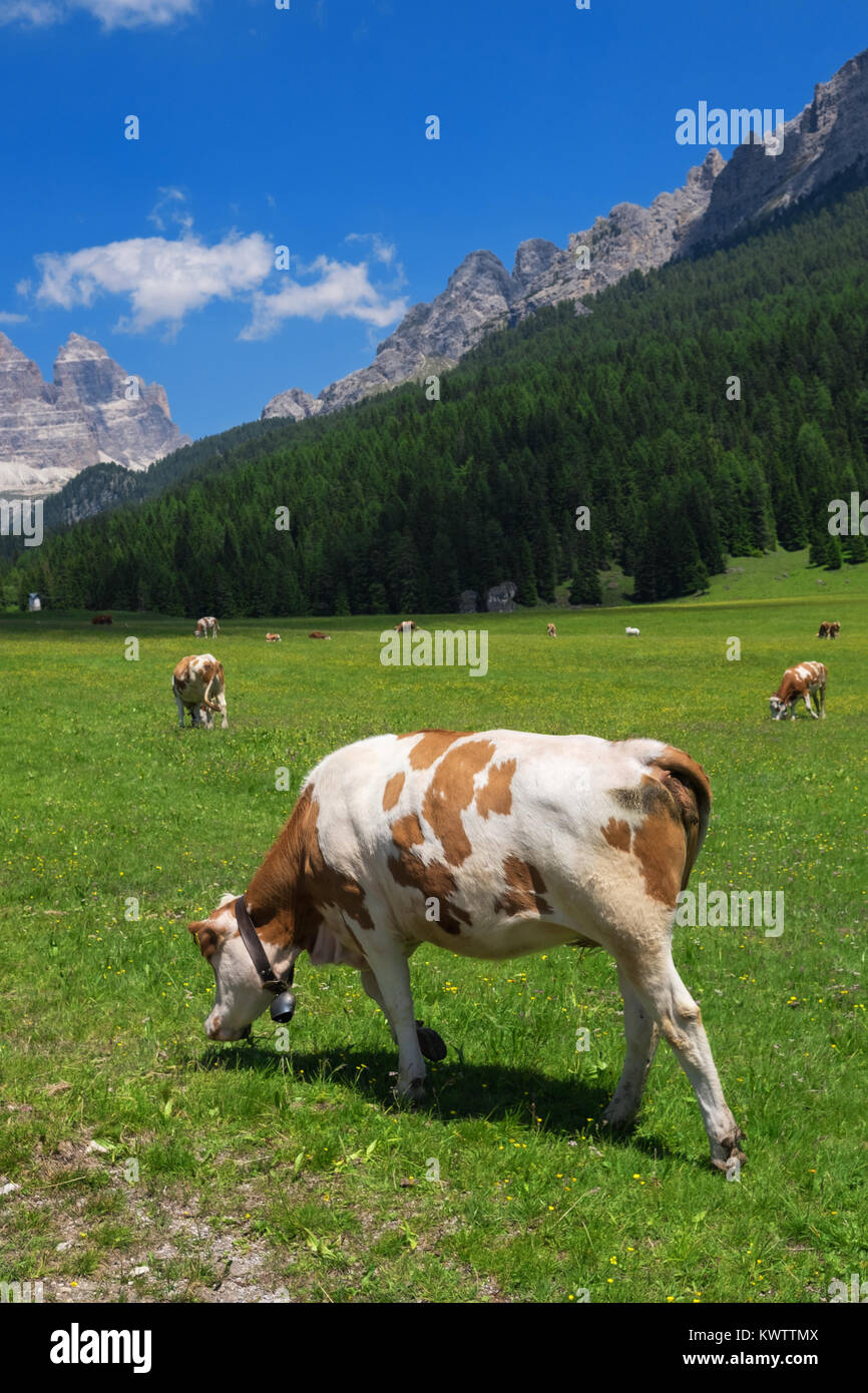 Foto di una vacca a italiani alpi Foto Stock