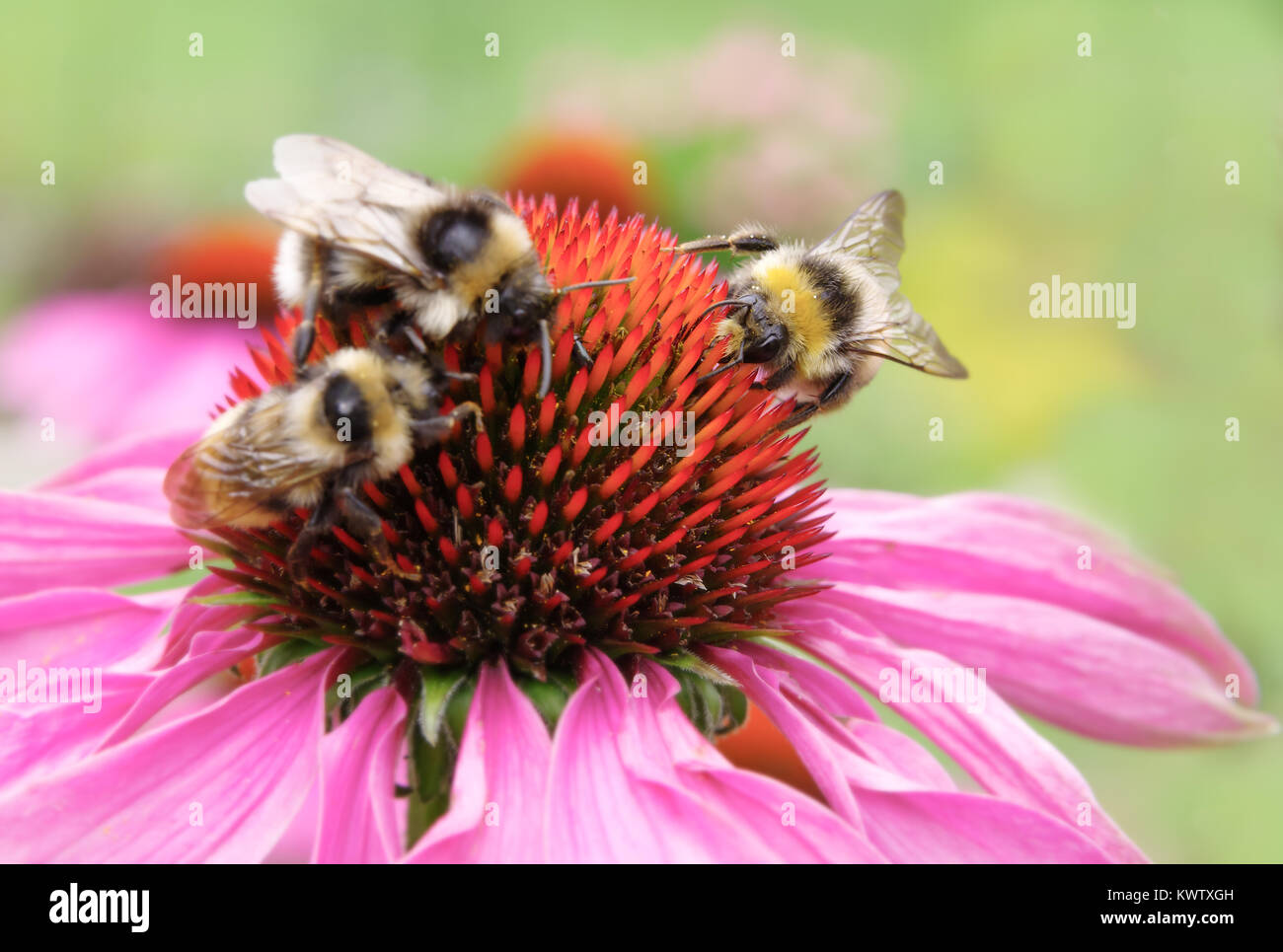 Echinaceas con tre api sulla bella giornata d'estate nel giardino estone per raccogliere il polline Foto Stock