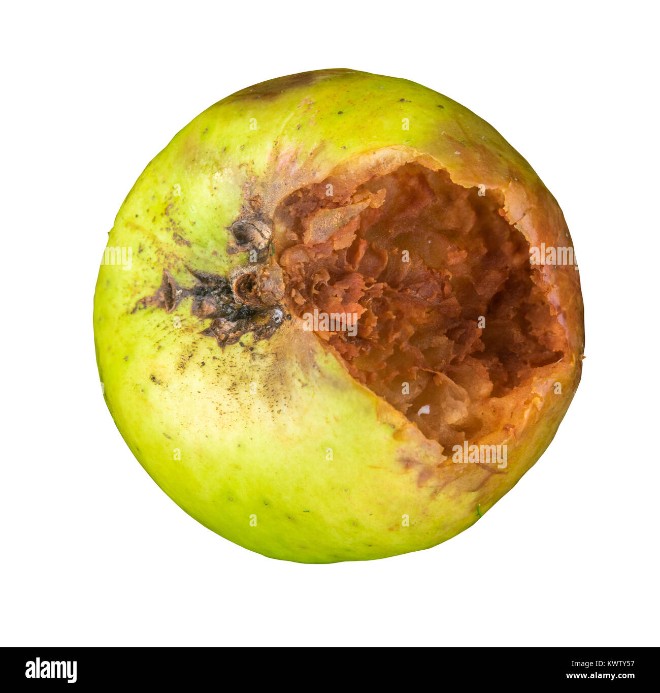 Un isolato di marcio mela verde su sfondo bianco Foto Stock