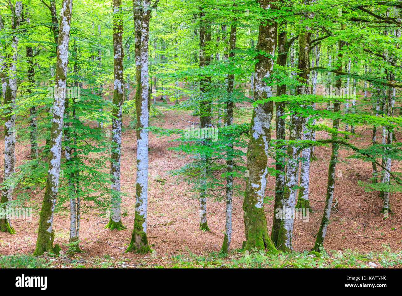 Legno di faggio. Foto Stock