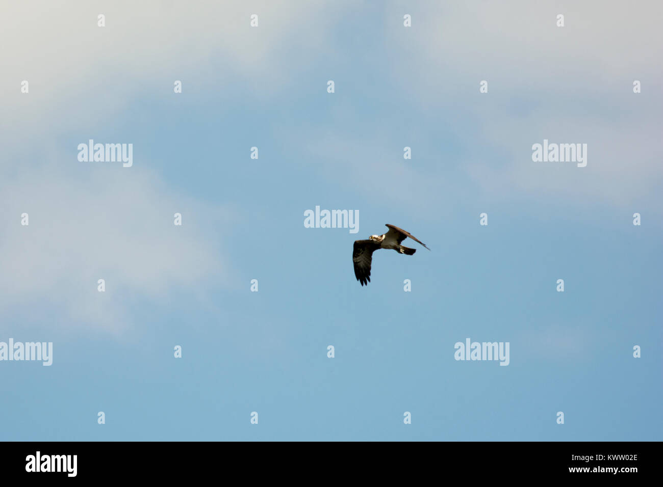 Osprey caccia oltre Rietzer vedere (Lago Rietz), una riserva naturale vicino alla città di Brandeburgo nella Germania nord-orientale Foto Stock